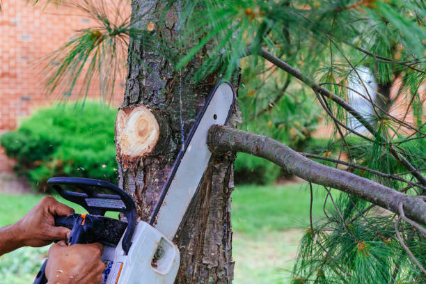 Trusted Bassett, VA Tree Removal and Landscaping Services Experts